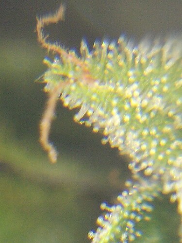 Growreport Bild 27
