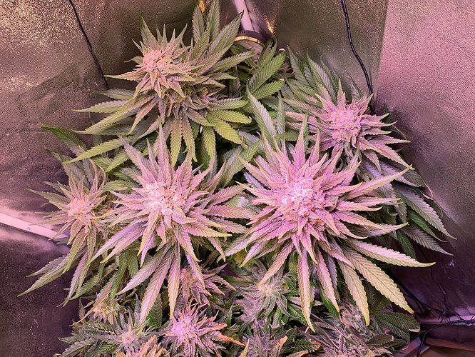 Growreport Bild 36