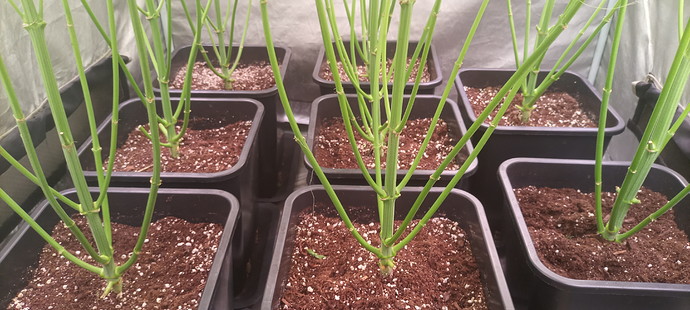 Growreport Bild 7