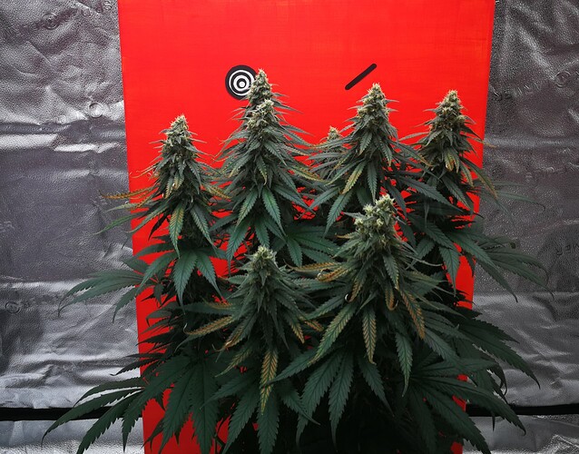 Growreport Bild 10