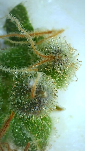 Growreport Bild 7
