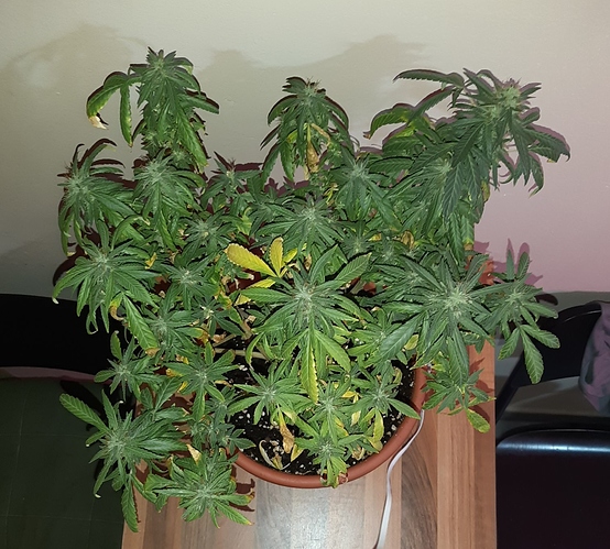 Growreport Bild 2