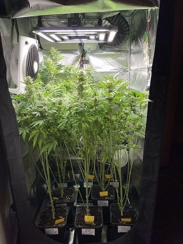 Growreport Bild 64