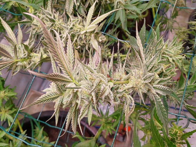 Growreport Bild 2