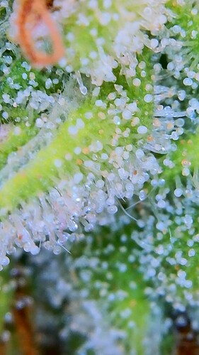 Growreport Bild 6
