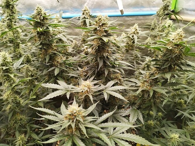 Growreport Bild 8