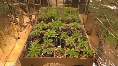 Growreport Bild 1