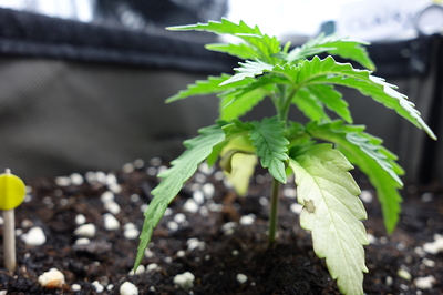 Ein junger Cannabissämling mit mehreren Blättern, einige davon mit gelblichen Verfärbungen und braunen Flecken, steht in dunkler Erde. Ein kleiner gelber Marker ist links im Bild zu sehen.