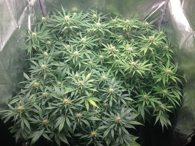 Growreport Bild 2