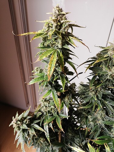GG#1_240120-7