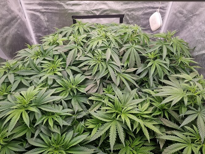 Growreport Bild 9
