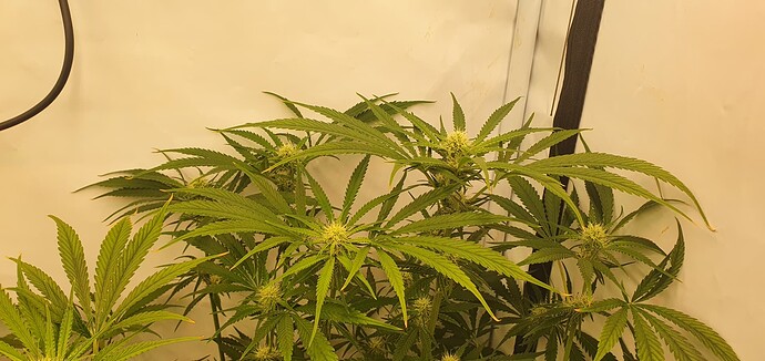 Growreport Bild 11