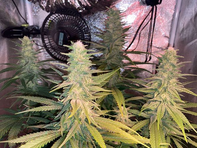 Growreport Bild 16