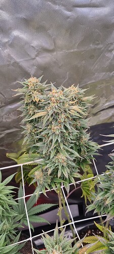 Growreport Bild 15