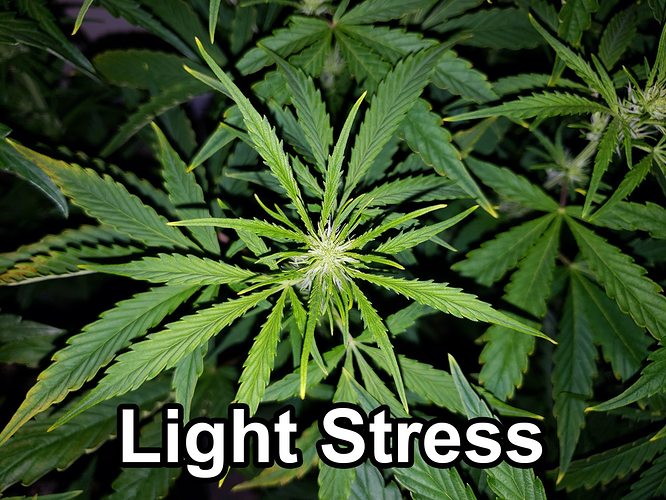 Light Stress Anfang