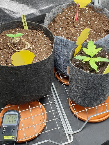 Growreport Bild 5