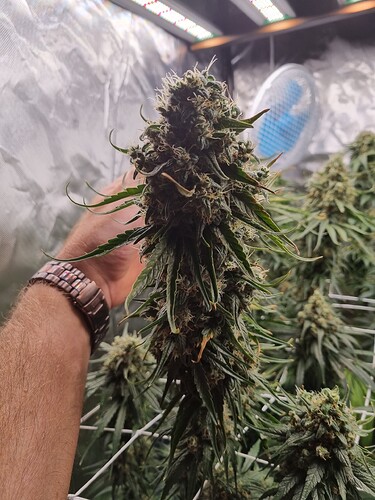 Growreport Bild 41