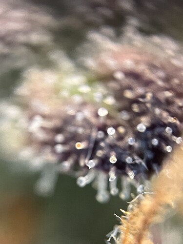 Growreport Bild 29