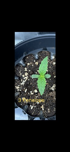 Growreport Bild 27