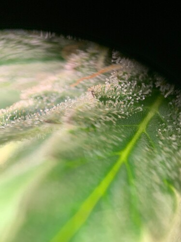 Growreport Bild 22