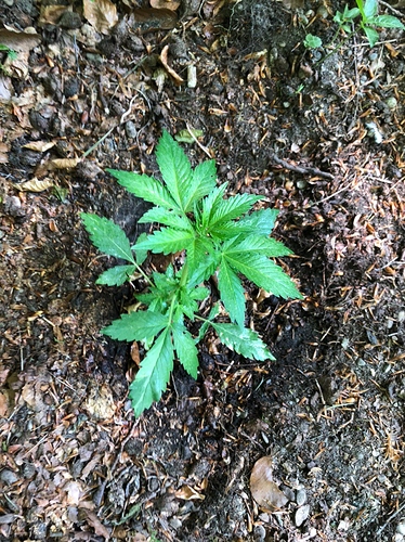 Growreport Bild 9