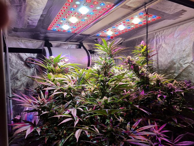 Growreport Bild 7