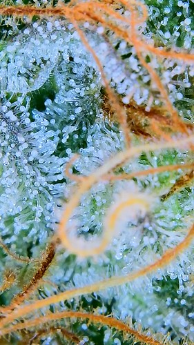 Growreport Bild 15