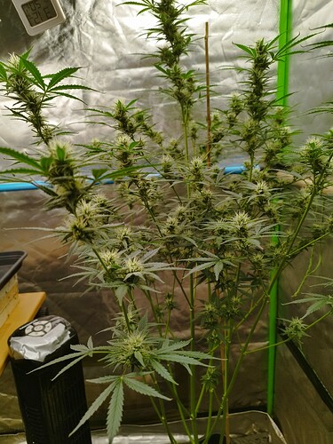 Growreport Bild 2