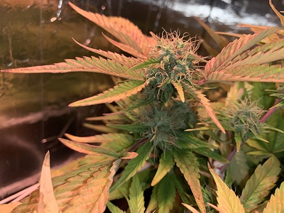 Growreport Bild 8
