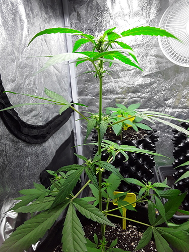 Growreport Bild 2