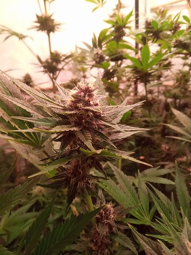 Growreport Bild 61