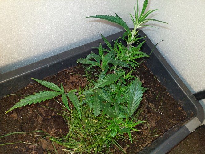 Growreport Bild 2