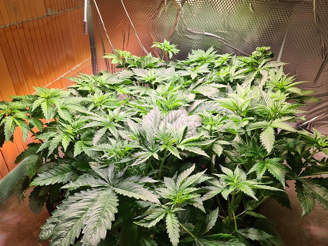 Mehrere junge Cannabispflanzen in der Wachstumsphase, dicht beieinander stehend, mit vielen grünen Blättern und sichtbaren Stängeln.