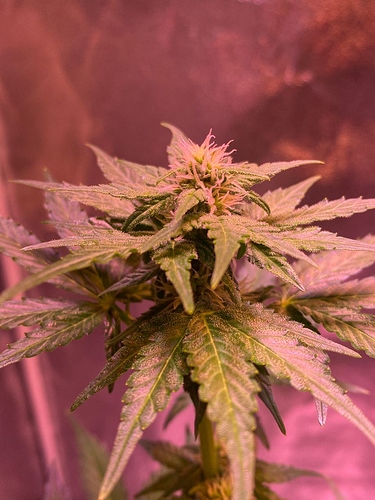 Growreport Bild 24