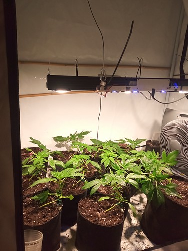 Growreport Bild 5