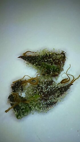 Growreport Bild 15