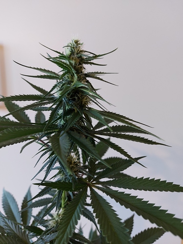 Growreport Bild 11