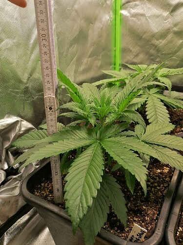 Growreport Bild 2