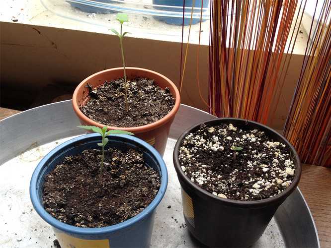 Growreport Bild 8