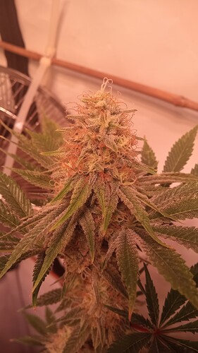 Growreport Bild 6
