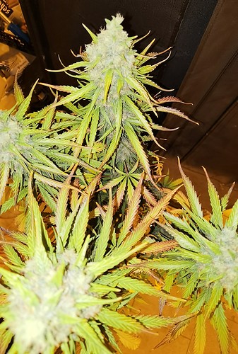 Growreport Bild 2