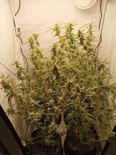 Growreport Bild 5