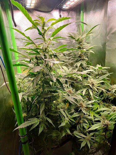 Growreport Bild 6