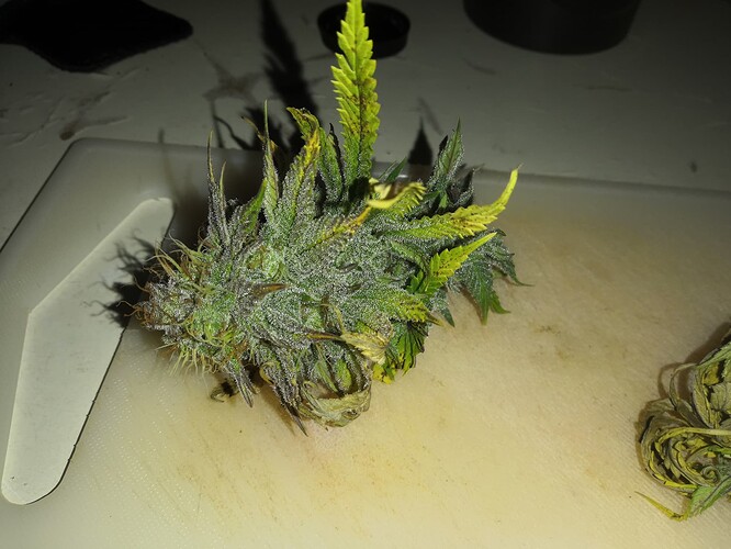 Growreport Bild 1