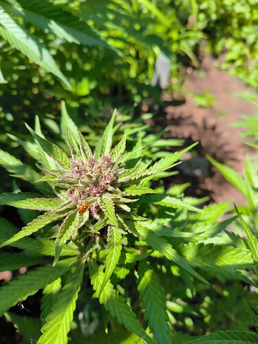 Growreport Bild 1