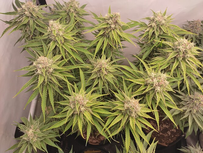 Growreport Bild 17