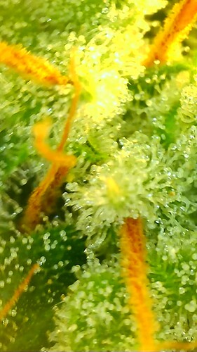 Growreport Bild 30