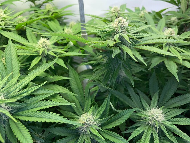 Growreport Bild 5