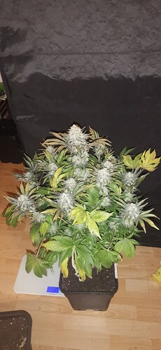 Growreport Bild 4