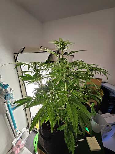 Fat Banana b 2